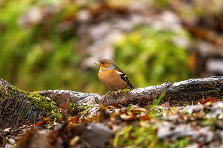 A chaffinch stood on a branch near the woodland floor
