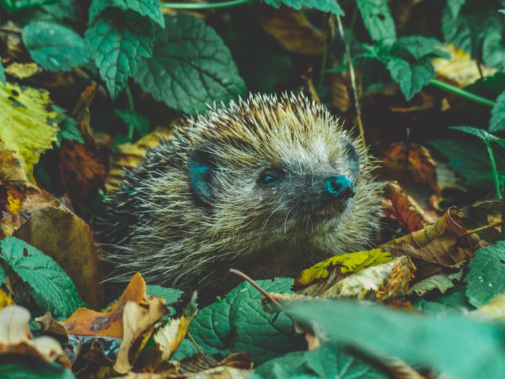 A hedgehog emerging out of leaf litter