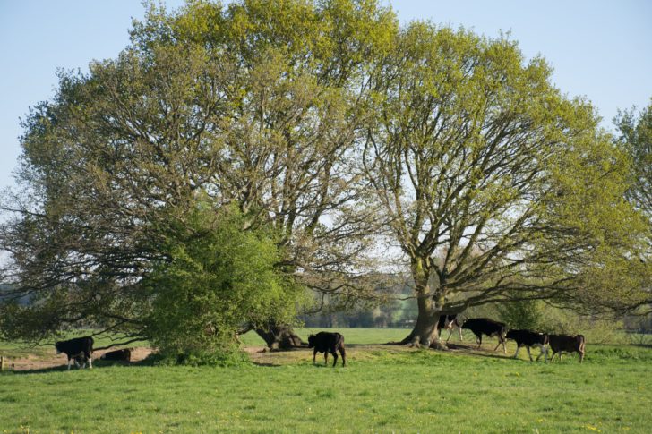 A rural suffolk farm with cows and a large tree