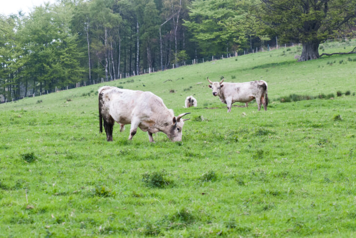 Wild cattle at Chillingham Castle