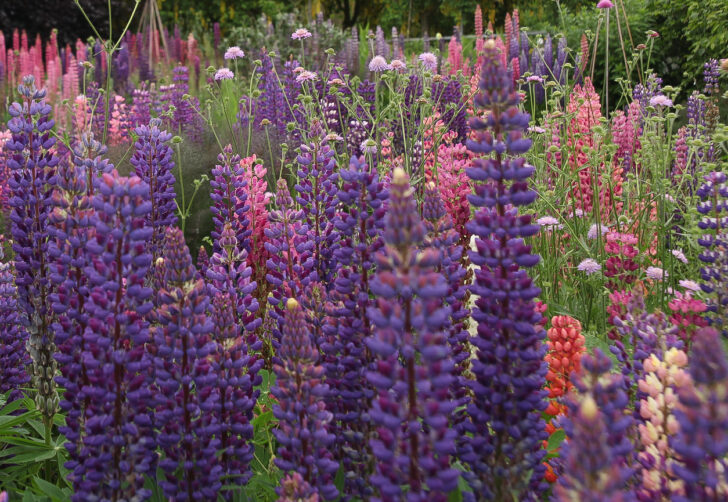 Lupins at Helmsley Walled Garden