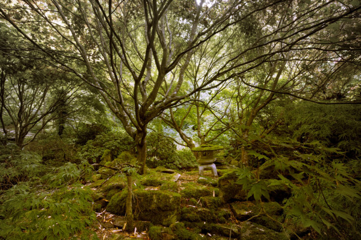 Dense vegetation and woodland at the Japanese Garden in Cornwall