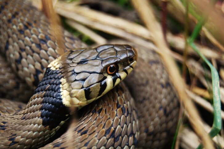 A close up of a grass snake in vegetation