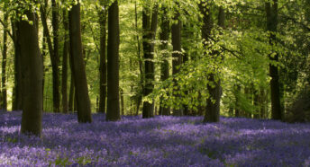 Bluebells in Micheldever Wood