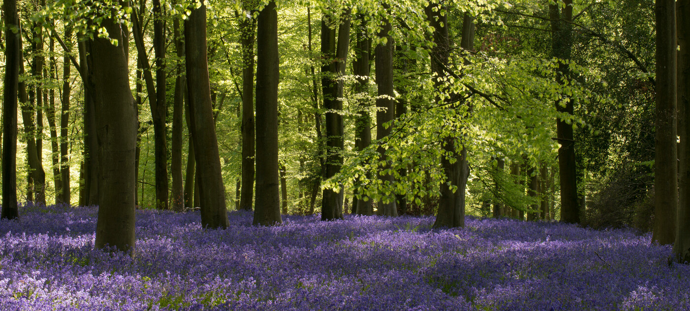 Bluebells in Micheldever Wood