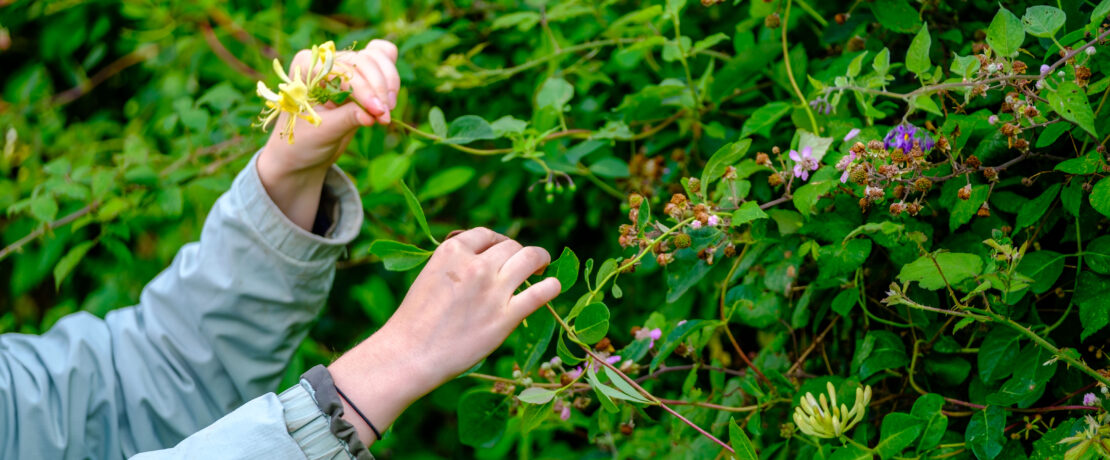 Two young girls looking at hedgerow flowers