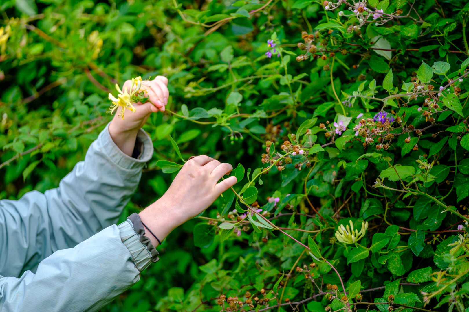 Two young girls looking at hedgerow flowers