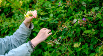 Two young girls looking at hedgerow flowers