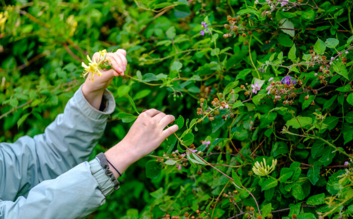 Two young girls looking at hedgerow flowers