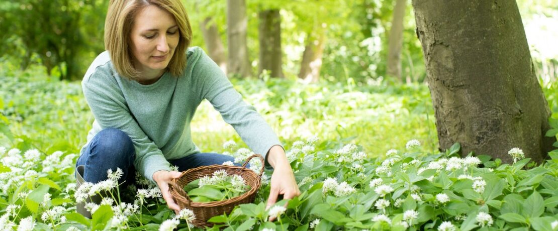 A woman picking wild garlic