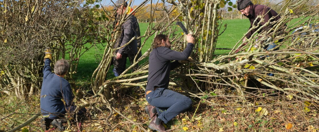 People laying hedge on sunny day