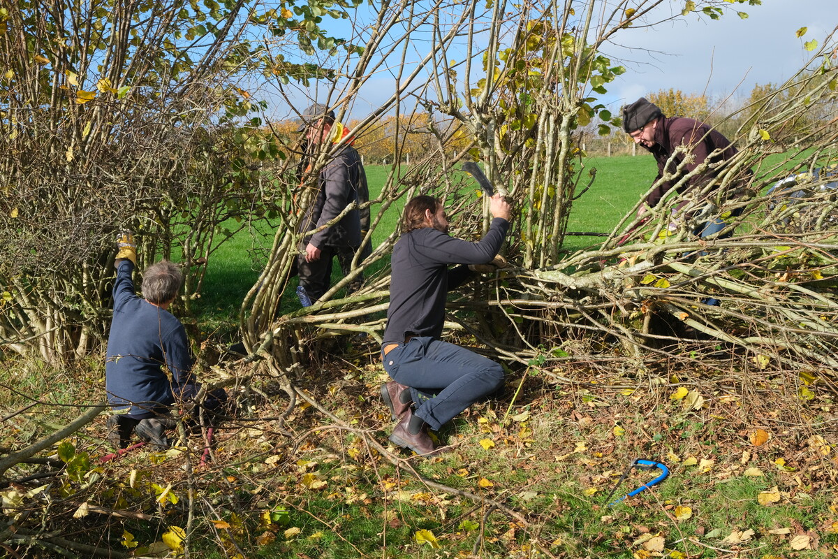 People laying hedge on sunny day