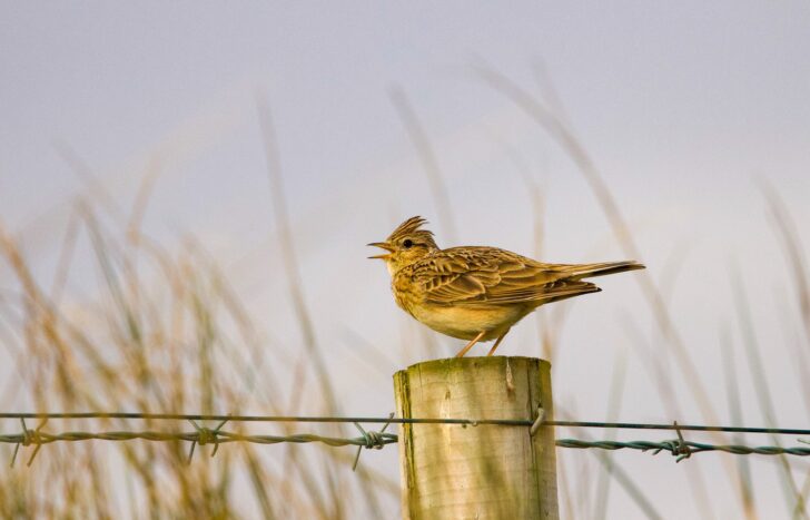 A skylark on a fence post