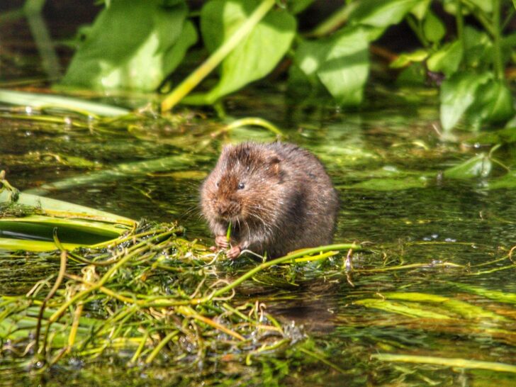 Water vole in a waterway with lots of vegetation