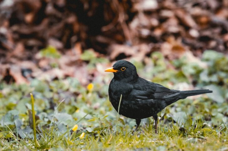 A blackbird stood in grass