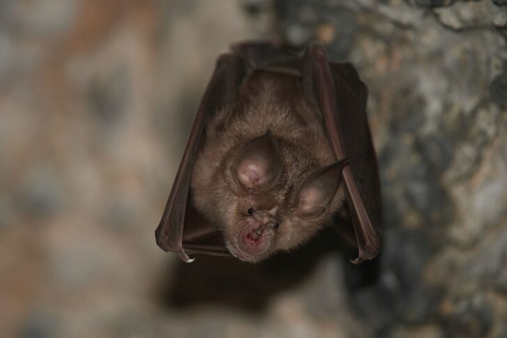 A greater horseshoe bat hanging upside down