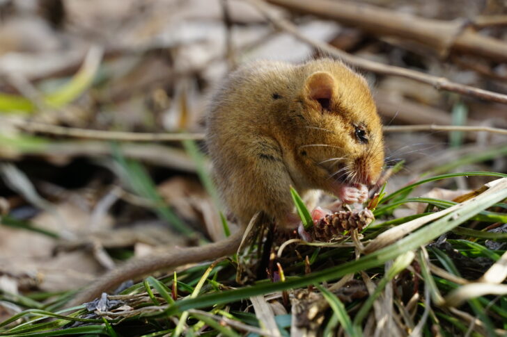 A hazel dormouse feeding on the ground in grass