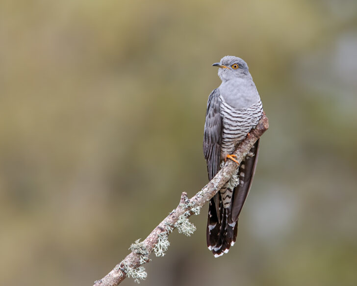A cuckoo on the end of a tree branch