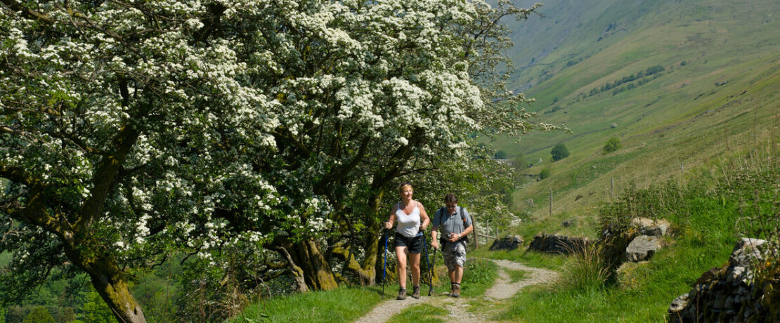 Walkers with hawthorn in blossom in background