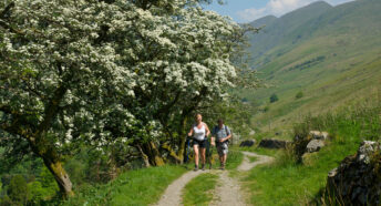 Walkers with hawthorn in blossom in background