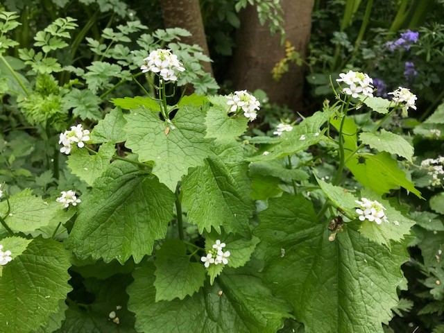 White florets and bright green leaves of garlic mustard.