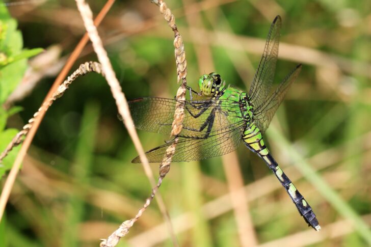 A Southern Hawker dragonfly resting