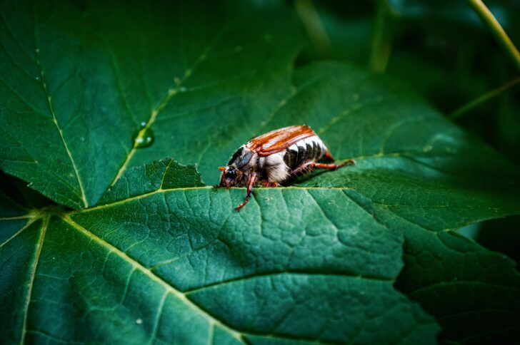Cockchafer beetle on a leaf