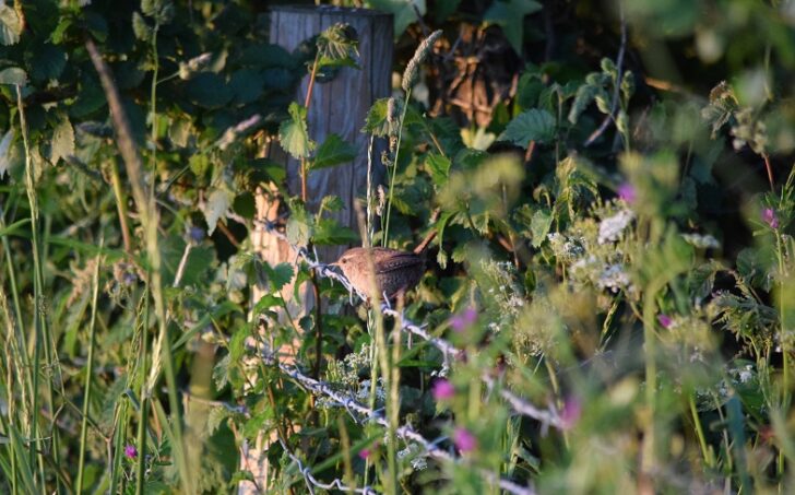 Wren on sunny day on barbed wire fence on sunny day surrounded by hedgerow plants.