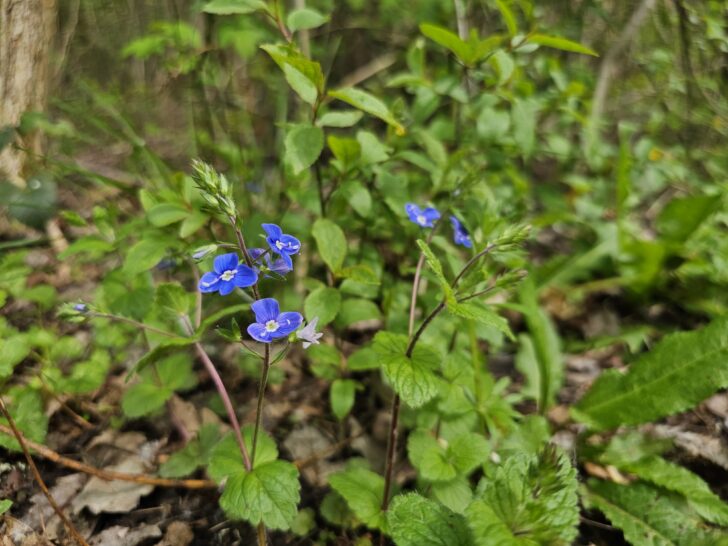 Germander speedwell at the edge of woodland