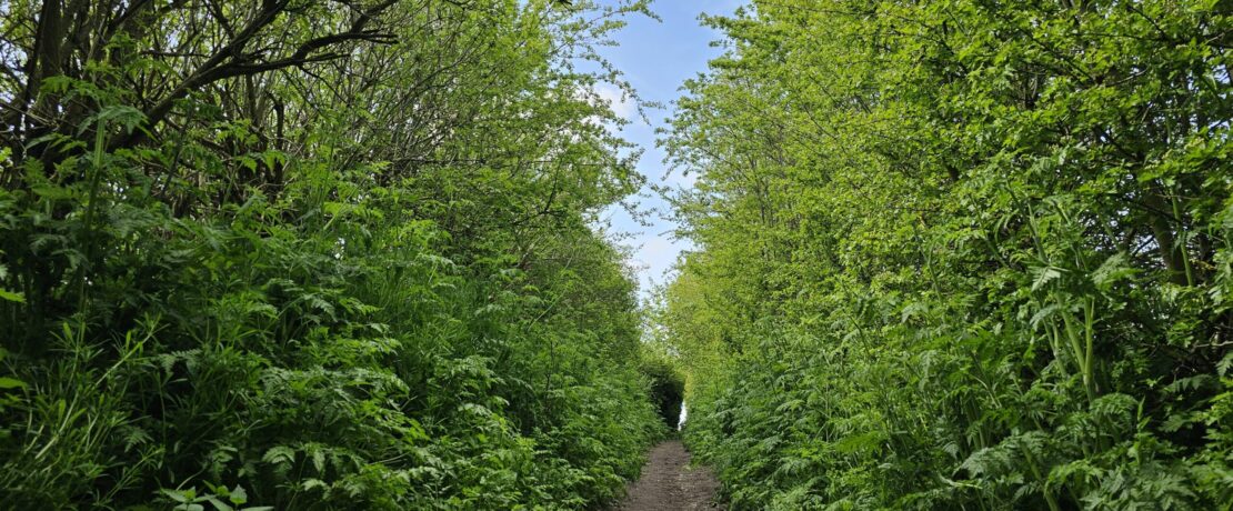 View of a hedgerow in Lincolnshire with native hedge plants