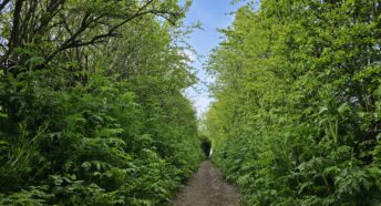 View of a hedgerow in Lincolnshire with native hedge plants