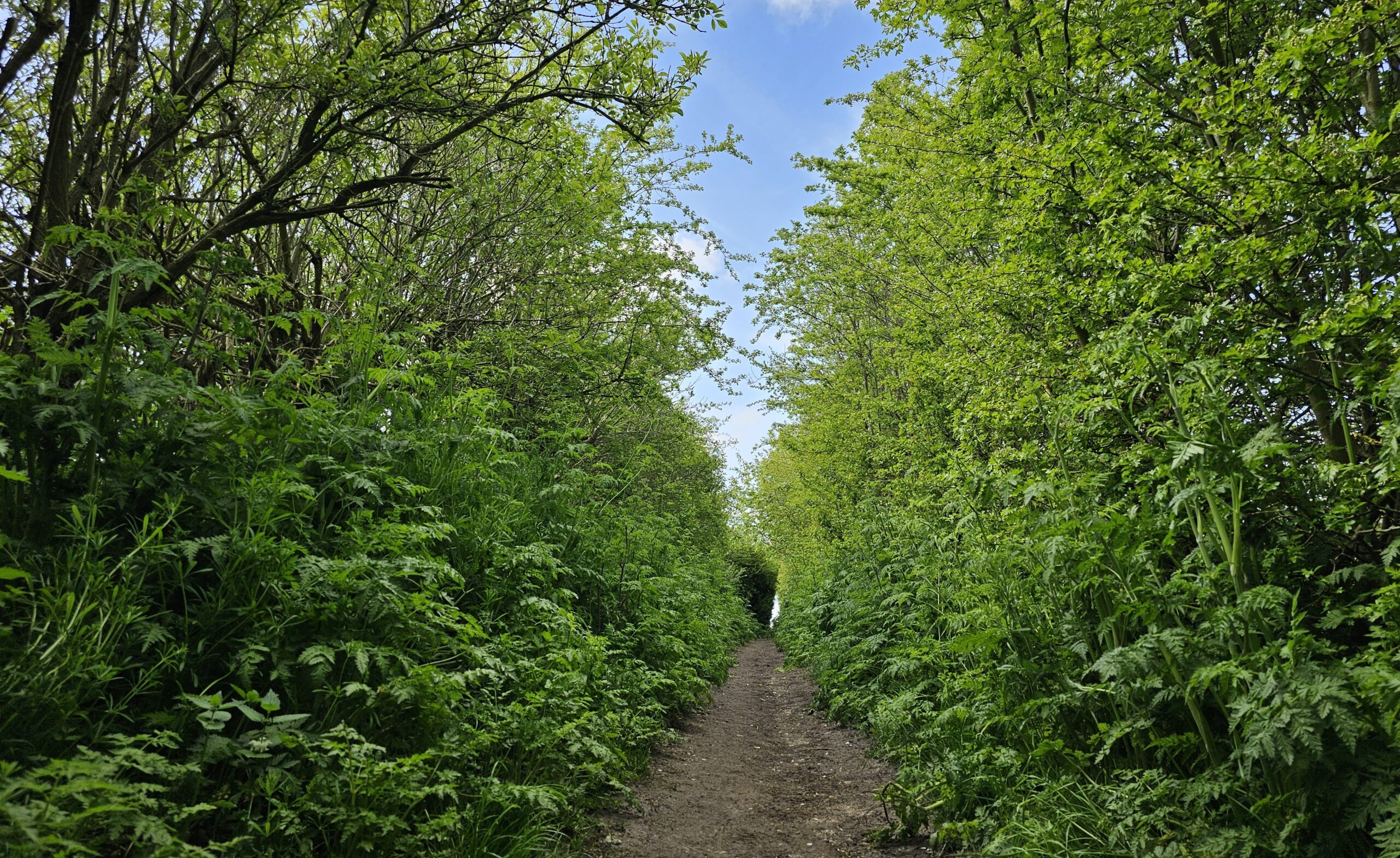 View of a hedgerow in Lincolnshire with native hedge plants