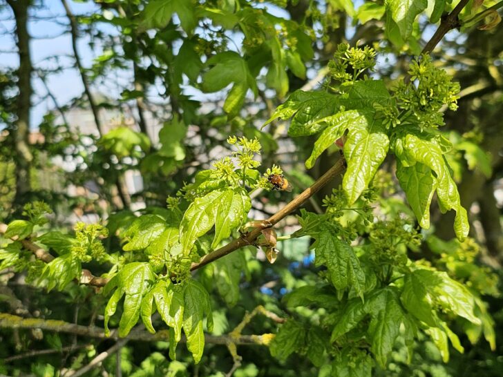 Red mason bee feeding on field maple blossom