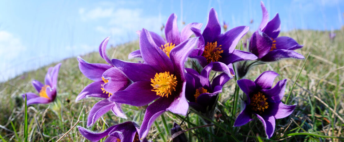 Pasqueflower on a chalk hillside in Cambridgeshire England UK