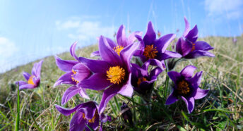 Pasqueflower on a chalk hillside in Cambridgeshire England UK