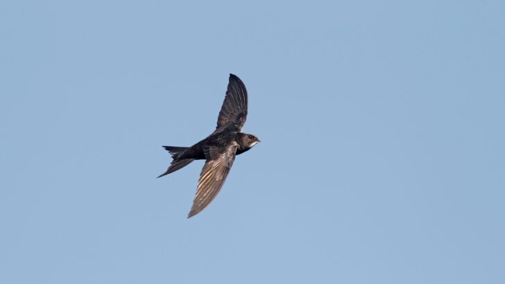 A common swift in flight