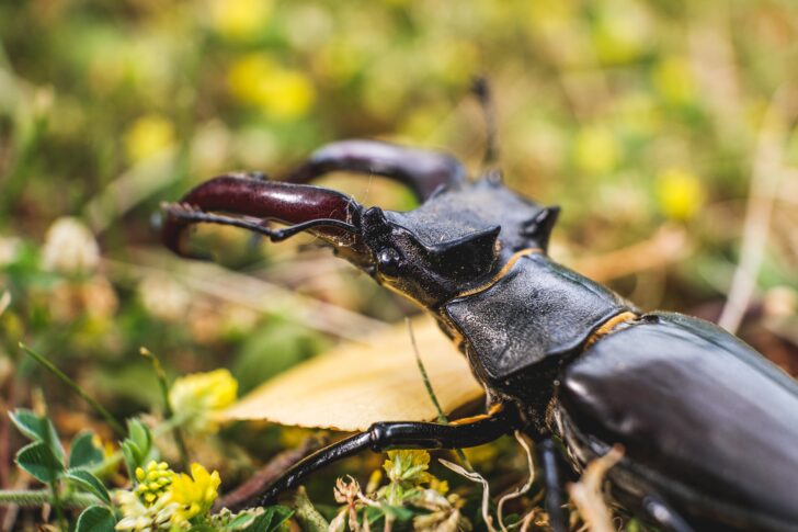 Stag beetle close up in moss