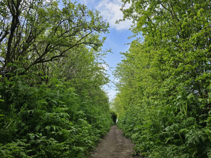 A lush hedgerow with footpath running through the centre