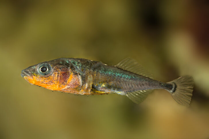 A three-spined stickleback