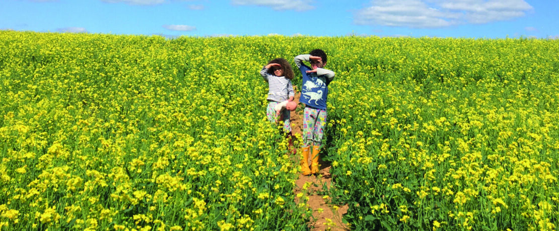 Two children in a field with oilseed rape on a sunny day