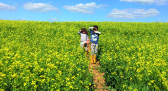Two children in a field with oilseed rape on a sunny day