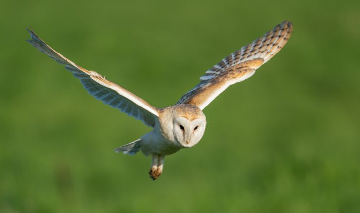 Barn owl in flight