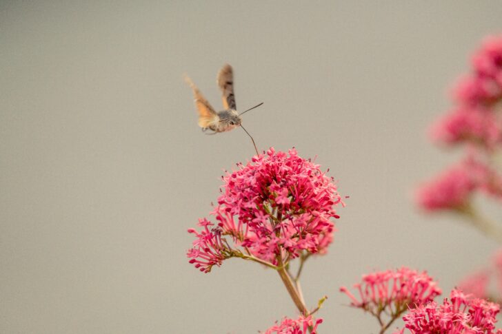 A hummingbird hawk moth feeds on a red valerian plant