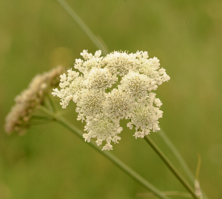 Corky fruited water dropwort