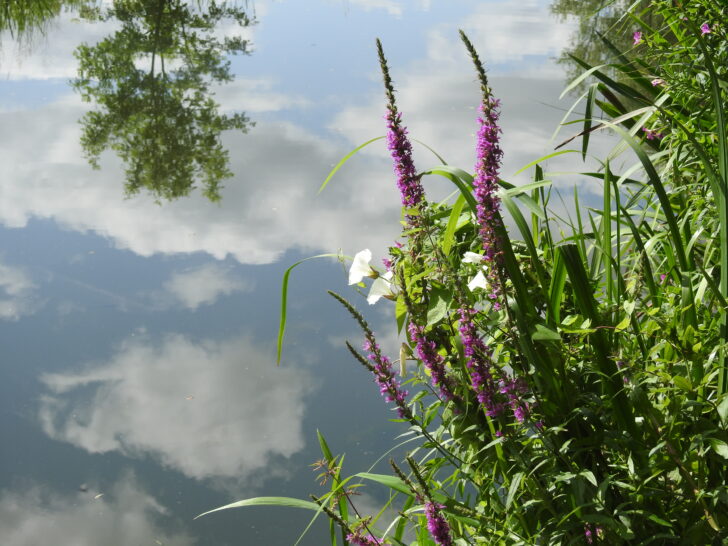 Purple loosestrife and bindweed among the banks of the Nene