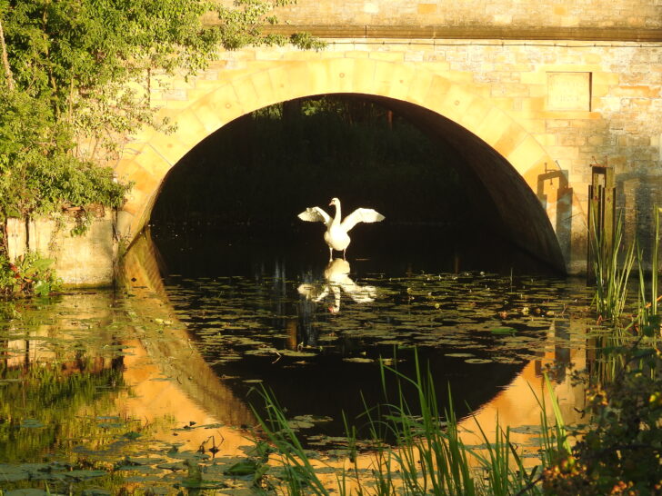 A wetland bird at North Bridge along the River Nene in sunlight