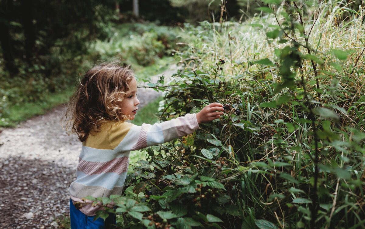 Child touching hedgerow