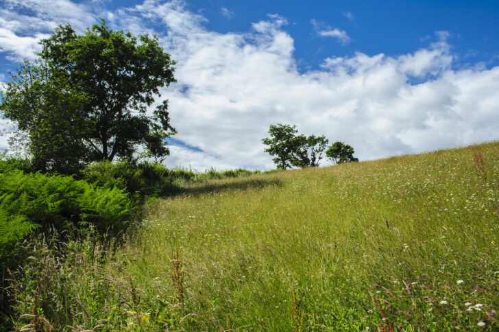 Species rich meadow on a sloping hill