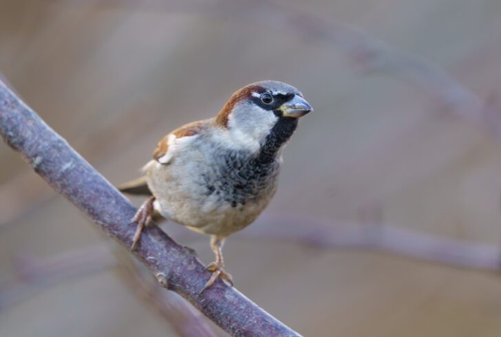 House sparrow on a branch