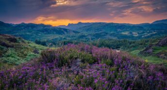 Heather plants at Coniston, Cumbria